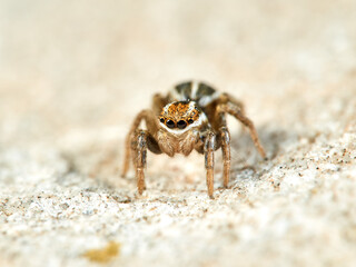 Jumping spider of the genus Phlegra.