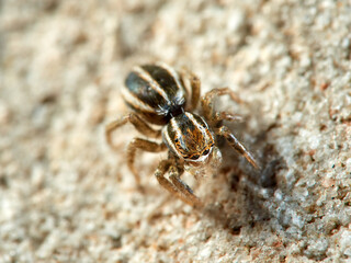 Jumping spider of the genus Phlegra.