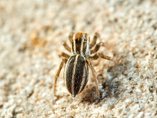 Jumping spider of the genus Phlegra.