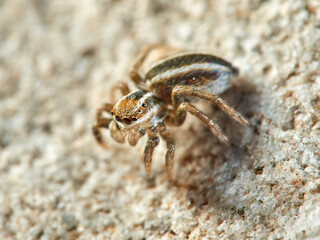 Jumping spider of the genus Phlegra.