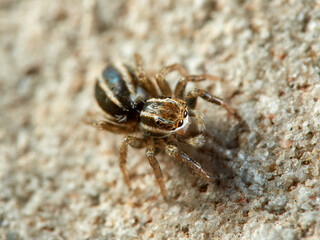 Jumping spider of the genus Phlegra.