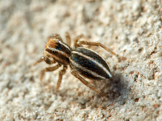 Jumping spider of the genus Phlegra.