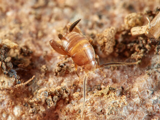 Cricket ants of the genus Myrmecophilus. Orthopedic insects in the family Myrmecophilidae.