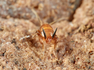Cricket ants of the genus Myrmecophilus. Orthopedic insects in the family Myrmecophilidae.