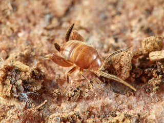 Cricket ants of the genus Myrmecophilus. Orthopedic insects in the family Myrmecophilidae.