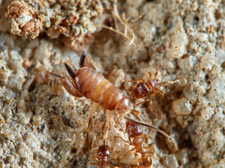 Cricket ants of the genus Myrmecophilus. Orthopedic insects in the family Myrmecophilidae.
