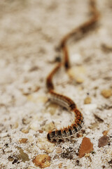 Processionary caterpillar/Chenille processionnaire