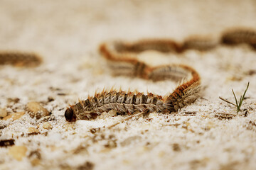 Processionary caterpillar/Chenille processionnaire