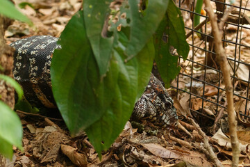 Lagarto Overo sobre hojas secas