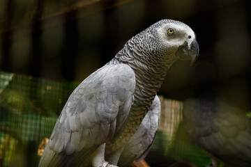 Loro Yaco o gris