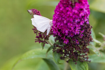 White butterfly sitting on purple flowers