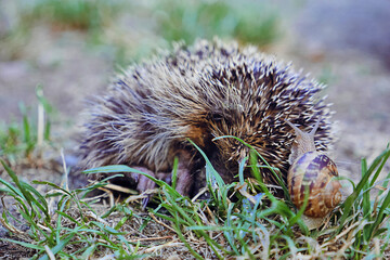 Hedgehog and snail, impossible friendship ?/Hérisson et escargot, amitié impossible ?