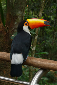 Tucan parado de perfil