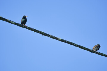 Perched bird/Oiseau perché © Guillaume BRUN