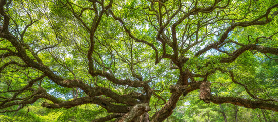 tree in the forest