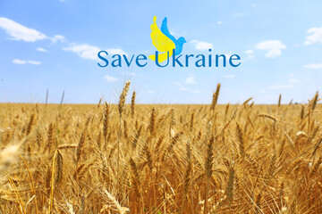 Golden wheat field and blue sky as symbol of Ukrainian flag. Save Ukraine