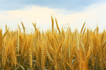 Fototapeta premium Golden wheat in Ukrainian field, closeup