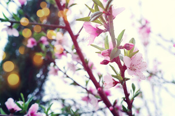 background of spring blossom tree. selective focus