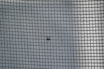 Fly stuck in a net/Mouche coincée dans un filet
