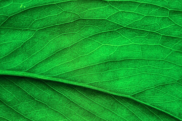 Monstera leaf close-up, sunlight shines through the leaf, selective focus. Background or wallpaper idea