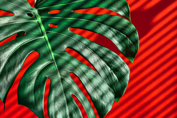 Monstera leaves in the rays of sunlight, stripes of shadow from the blinds on a bright red background. Close-up, selective focus, wallpaper ideas.