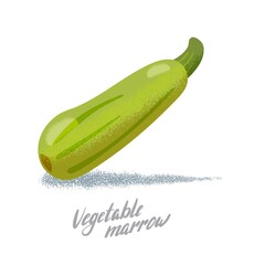 Vegetable marrow, organic vegetables, grain style illustrations.