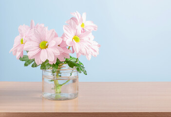 Pink chrysanthemums in a glass jar on the table. Blue background. Copy space.