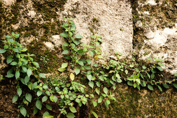 Background of old brick wall covered with moss and a climbing plant