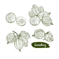 Gooseberry hand drawn colorful vector illustration. Sketch berries and leaves drawing on white background.