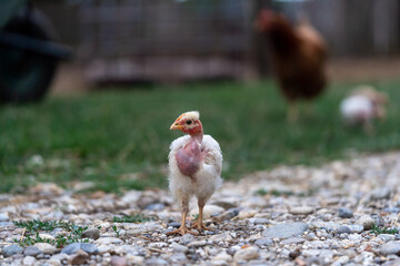 chicken on the farm