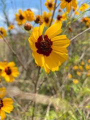 yellow flowers of the sky