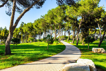 The long shadows on the green grass