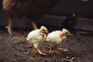 chicken on the farm