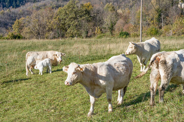 Cows grazing on pasture.White cow natural farm landscape