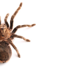 Scary tarantula spider on white background