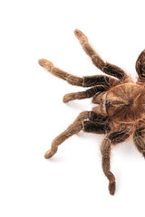 Scary tarantula spider on white background