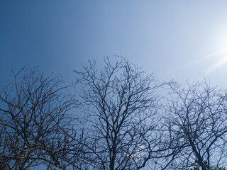 silhouette of dry tree without leaves with clear sky and sun glare