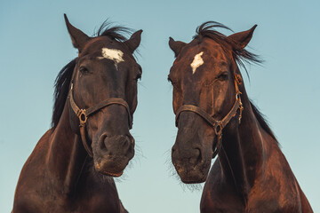 portrait of a two horses, siblings, blue sky, bottom up view
