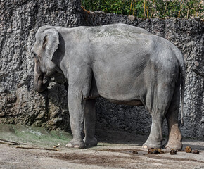 Naklejka premium Asian elephant female in its enclosure. Latin name - Elephas maximus 