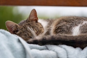 cat sleeping on the bed