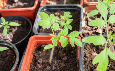 Seedling tomato in the pots in spring