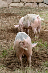 Zwei Schweine w&uuml;hlen im Schlamm