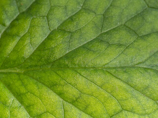 Leaf with veins, yellow green background texture.