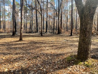 Jeep trip in Florida
