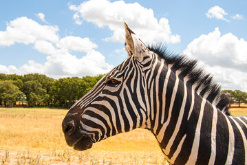 Zebra in Profile