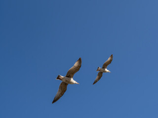 Gulls flying over a blue sky.