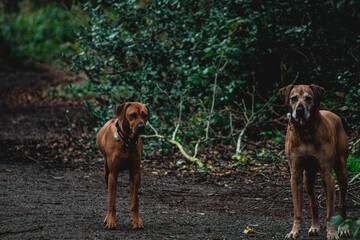 two dogs playing