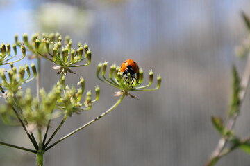 Nature, fleurs, printemps, insectes