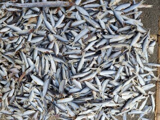 Many sea fish. Sliced sea fish wilts in the open air. Withering fish in the sun. sun-dried jerky fish. Thailand seafood