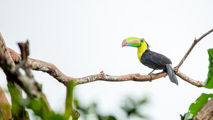 Keel Billed Toucan perched on a branch